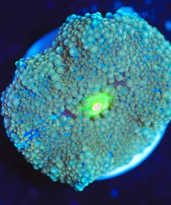 Wysiwyg  Florida Ricordea Mushroom Frag [F27] *Rare*