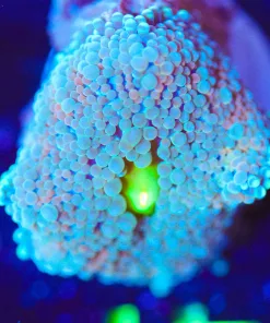 Wysiwyg Florida Ricordea Mushroom Frag [F34] *Rare*