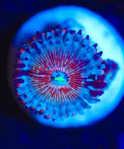 Wysiwyg Blue Agave Coral [F45]