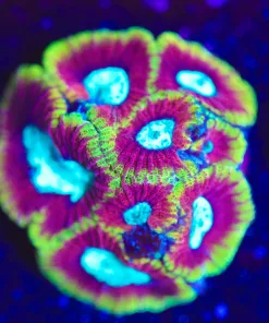 Wysiwyg Ultron Favia [F46]