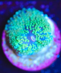 Wysiwyg Florida Ricordea Mushroom Frag [F48] *Rare*