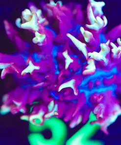 Wysiwyg Small Fire Mushroom Frag [F52]