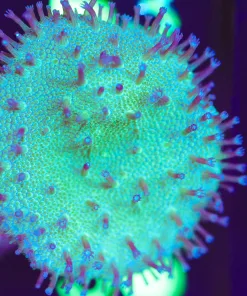 Wysiwyg Mini Toadstool Leather Colony Coral Frag [F56] *Free shipping! Minimum $249 livestock spend*