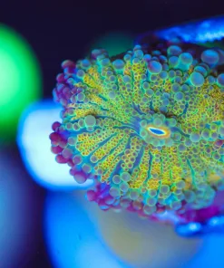 Wysiwyg Golden Yuma Frag [F55] *Free Shipipng ! Minimum $249 livestock spend*