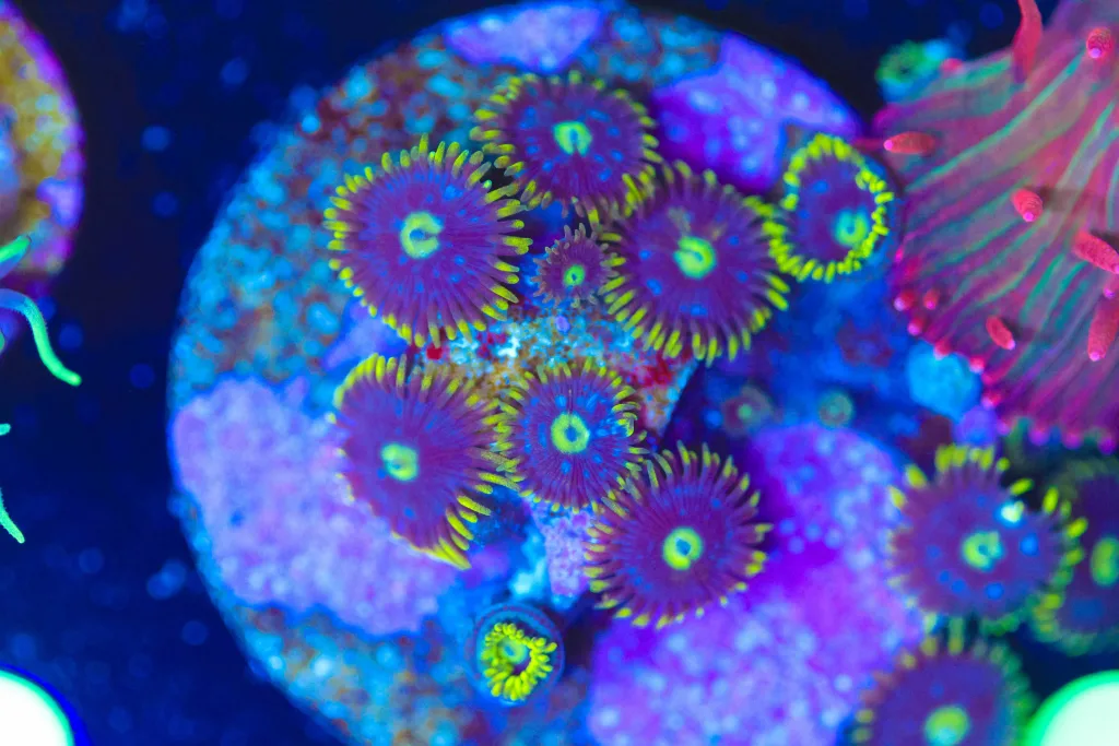 Frag Box Corals