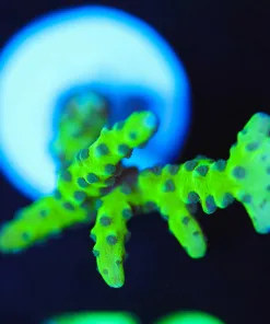 Wysiwyg Green Goblin Anacropora Frag [F85]