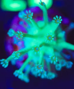 Wysiwyg Small Unique Toadstool Leather Frag   [F87]