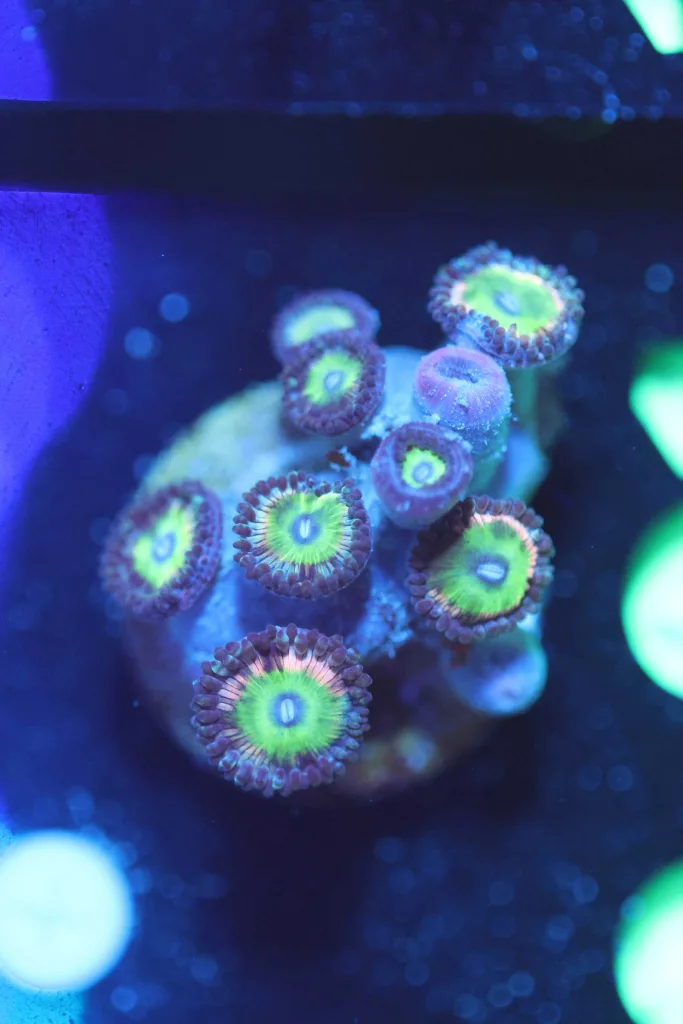 Frag Box Corals