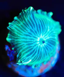 Wysiwyg Convict Stripped Mushroom Frag [F93]