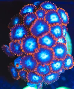 Wysiwyg Fire n Ice Zoanthid Frag [F96]