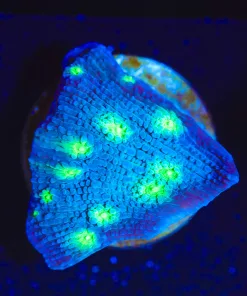 Wysiwyg Small Hollywood Stunner Chalice Coral Frag [F98]