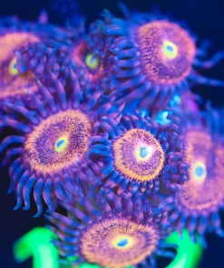 Wysiwyg Chong Bong Zoanthid Frag [F102]