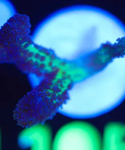 Wysiwyg Birsd Of Paradise Birdsnest Frag [F105]