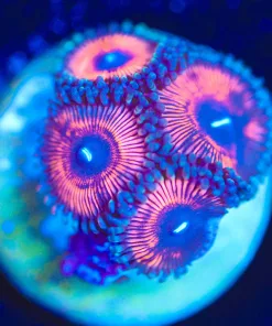 Wysiwyg  Pink Zoanthid Frag [F117]