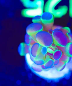 Wysiwyg TINY Hammer Coral Frag [F125]