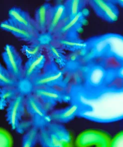 Wysiwyg Yellow Palm Clove Polyp Frag [F129]