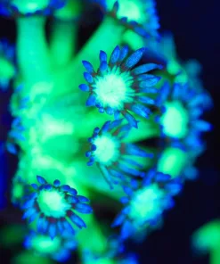 Wysiwyg Glowing Flowerpot Coral Frag  [F132]