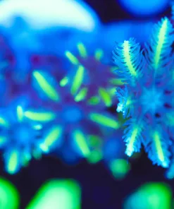 Wysiwyg Yellow Palm Clove Polyp Frag  [F134]