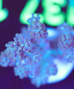 Wysiwyg  Blue LEather Coral Frag [F137]