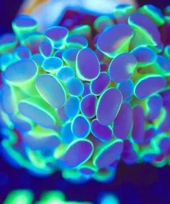 Wysiwyg Crazy Hammer Coral Frag [F140]