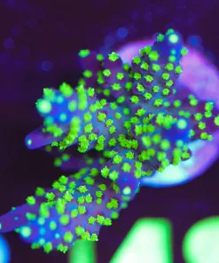 Wysiwyg XL Purple Bonsai Acropora Frag [F149]