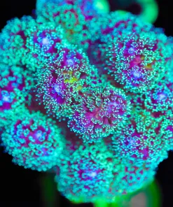 Wysiwyg XL Pocillipora Frag [F150]