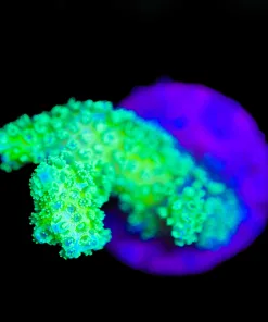 Wysiwyg  Glowing Pocillipora Frag [F155]
