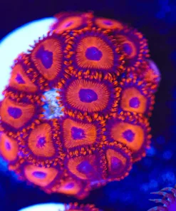 Red Bull Zoanthid Frag (Row #18)