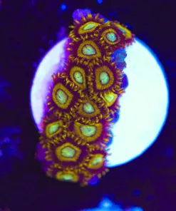 Black Hole Zoanthid Frag (Row #6)