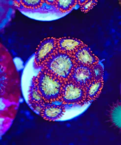 Ninja Star Zoanthid Frag (Row #9)