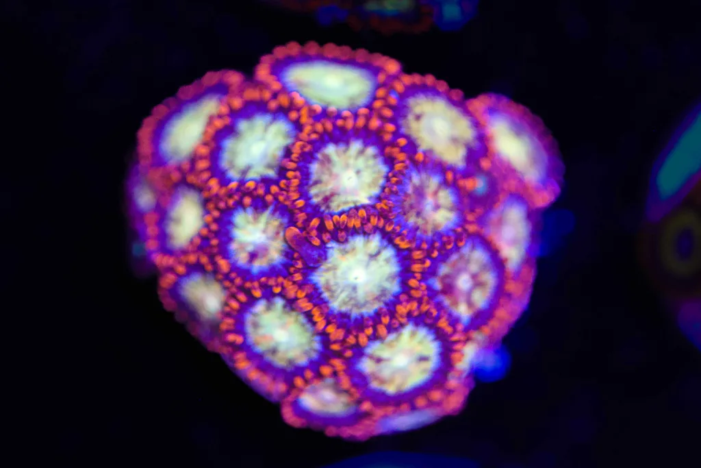Frag Box Corals