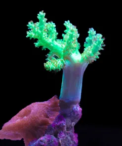 Wysiwyg Combo Large Dr Fuzzy Nepethea x Huge Discosoma Mushroom On Live Rock (C110)