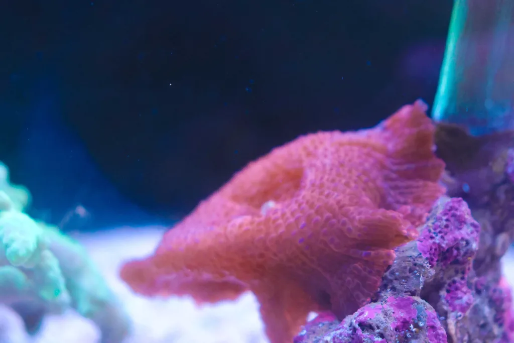 Frag Box Corals