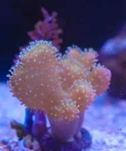 Wysiwyg Combo Leather Coral x Blue Pineapple Tree Leather 2 For 1 Piece (C130)