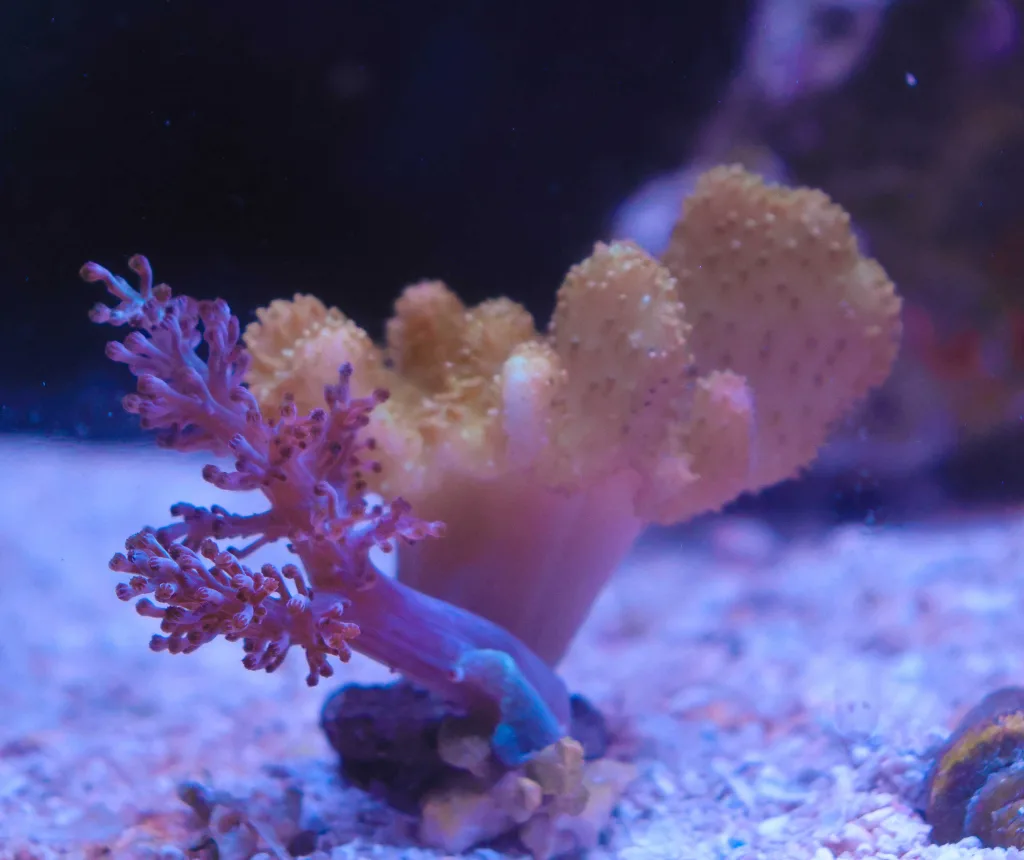 Frag Box Corals