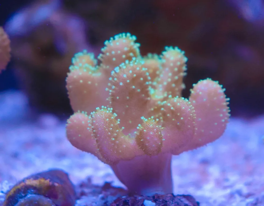 Frag Box Corals