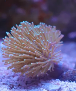 Wysiwyg Small Wild Caught Australian Toadstool Leather Coral (C148)