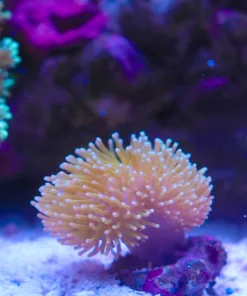 Wysiwyg Small Wild Caught Australian Toadstool Leather Coral(C137)