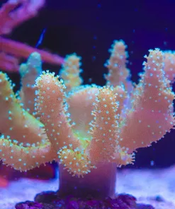 Wysiwyg Large Wild Caught Australian  Leather Coral(C109)