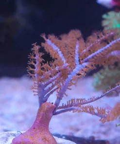 Wysiwyg Photosyenthic Purple Gorgonian Coral (mv2 - Spot 3 )