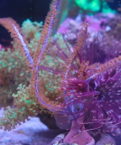 Wysiwyg Photosyenthic Purple Gorgonian Coral (mv2 - Spot 4)