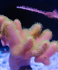 Wysiwyg Large Wild Toadstool Coral Colony (C121)