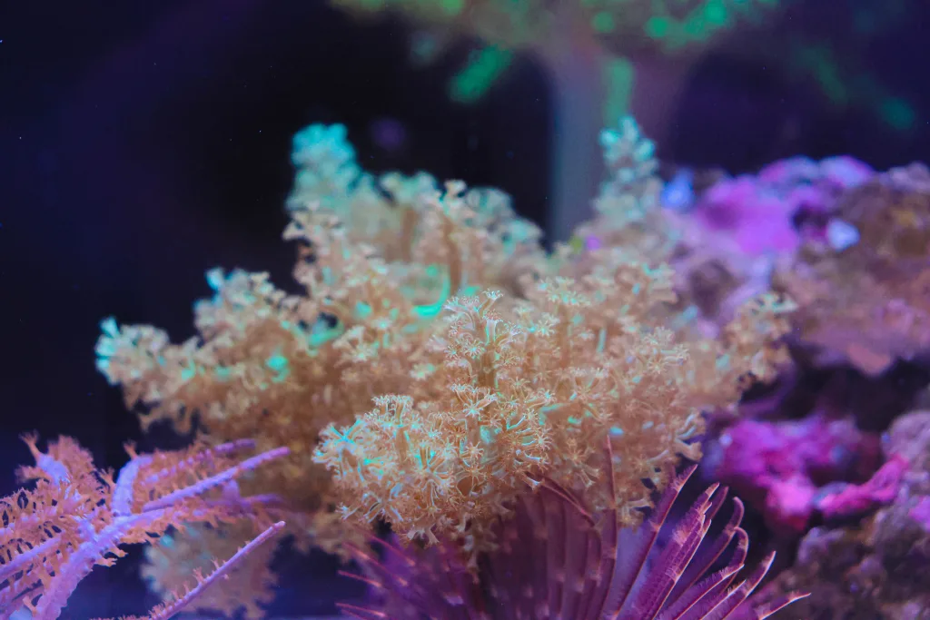 Frag Box Corals
