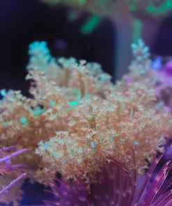 Wysiwyg Small Colony of Green Kenya Tree Coral (Mv2 - middle rock)