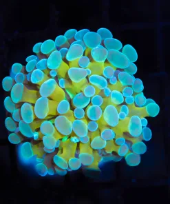 Wysiwyg Frozen Gold Hammer Coral (C12)