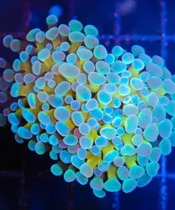 Wysiwyg Frozen Gold Hammer Coral  Pack (C16)