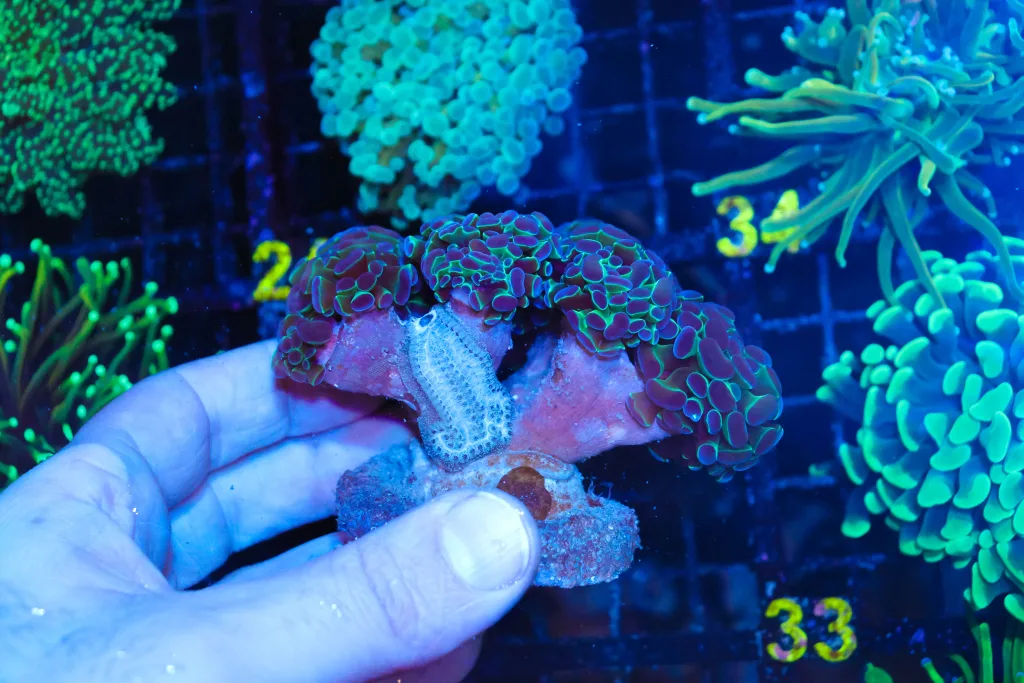 Frag Box Corals