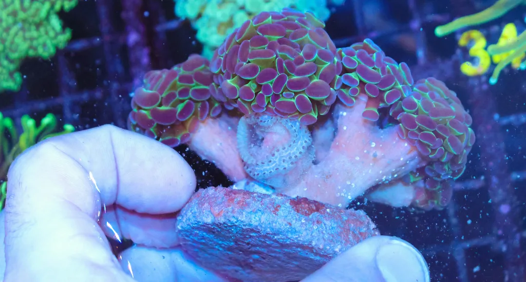 Frag Box Corals