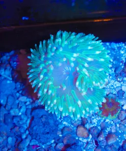 WYsiwyg Mini Unique Anemone