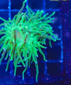 Wysiwyg Electric Green Torch Coral (C27)